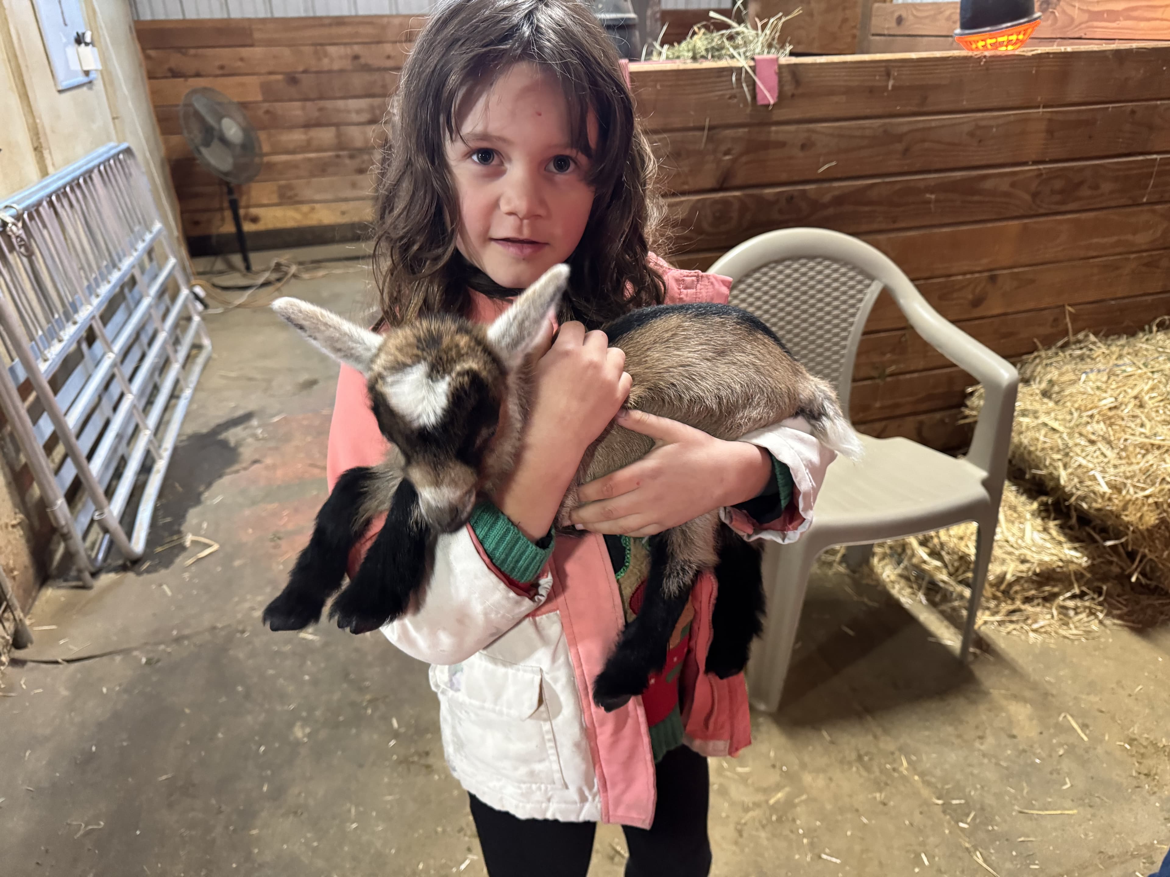 TWIN PEARS MMC HANDSOME JAVA