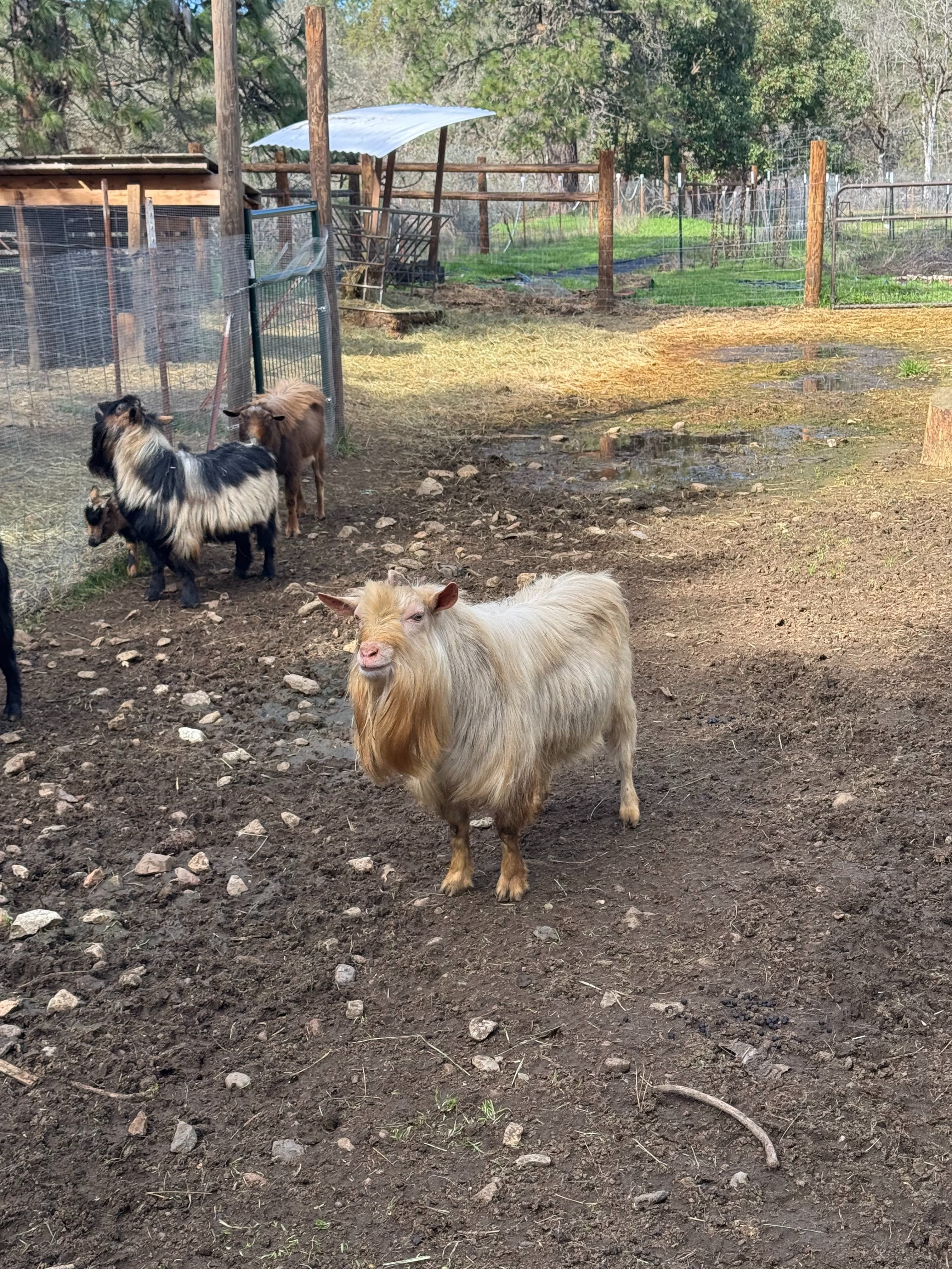 Snow — Nigerian Dwarf Goats